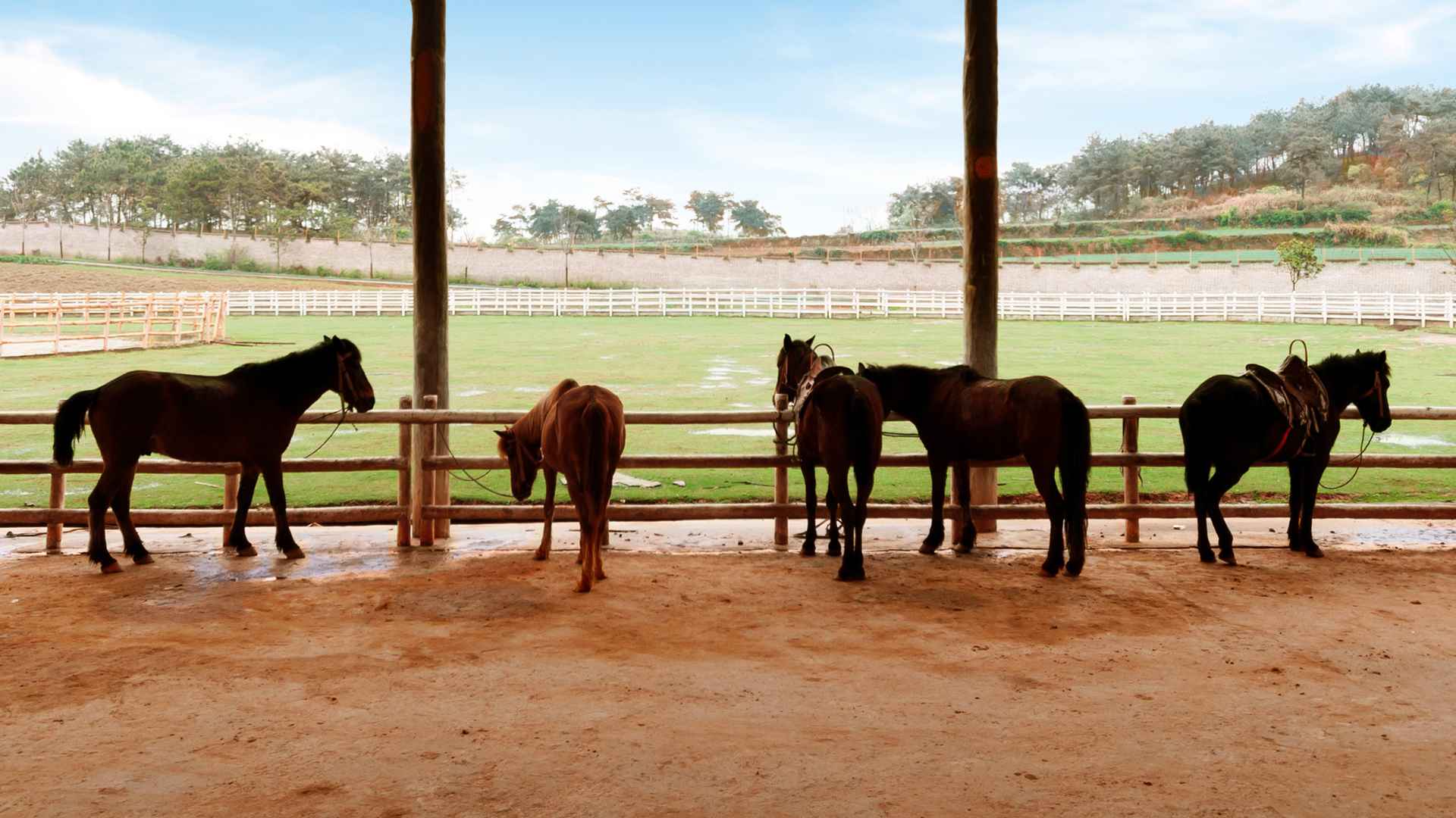 Reitstall und Reitsportanlage – Bodenbeläge von ECO-FARM