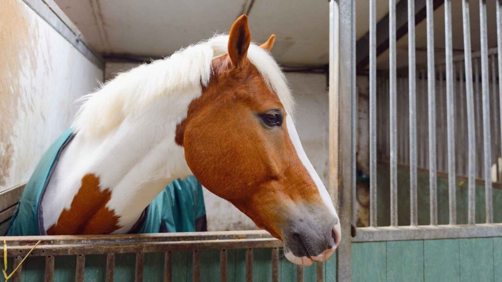 box cavallo